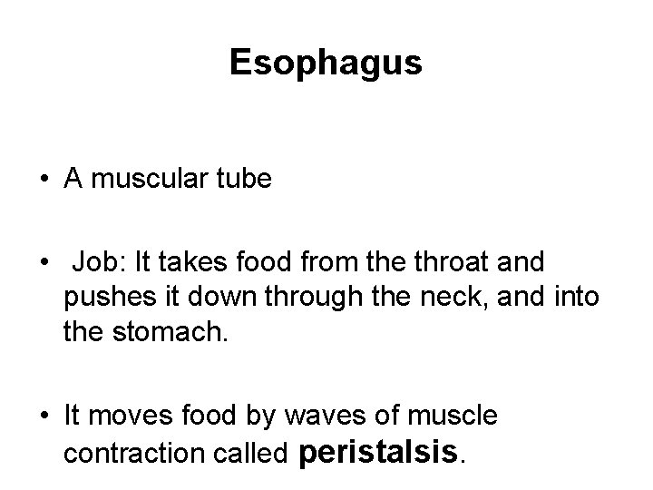 Esophagus • A muscular tube • Job: It takes food from the throat and