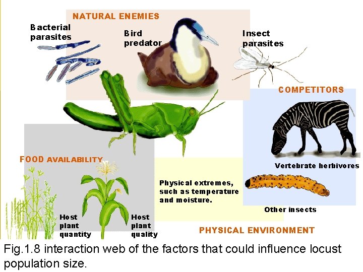 Bacterial parasites NATURAL ENEMIES Bird predator Insect parasites COMPETITORS FOOD AVAILABILITY Vertebrate herbivores Physical