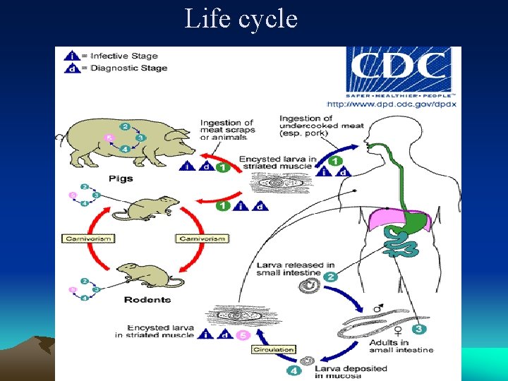 Life cycle 