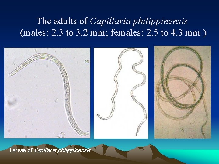 The adults of Capillaria philippinensis (males: 2. 3 to 3. 2 mm; females: 2.