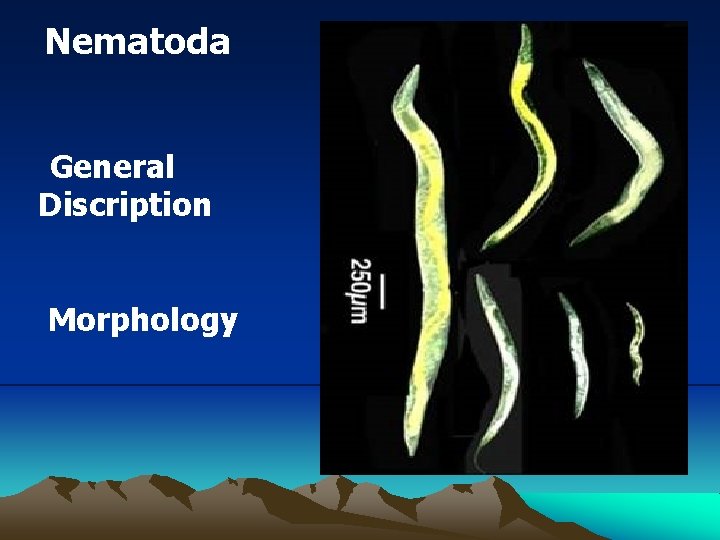 Nematoda General Discription Morphology 