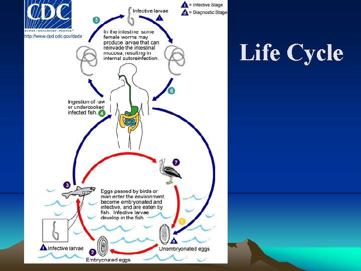 Life Cycle 