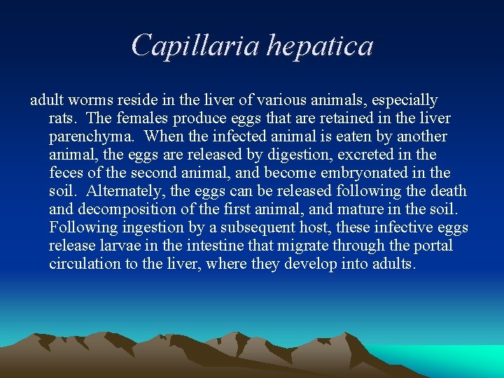 Capillaria hepatica adult worms reside in the liver of various animals, especially rats. The