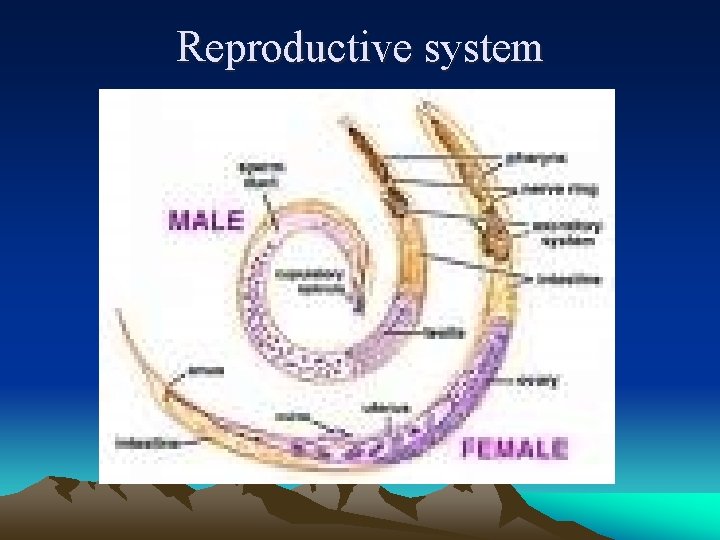 Reproductive system 