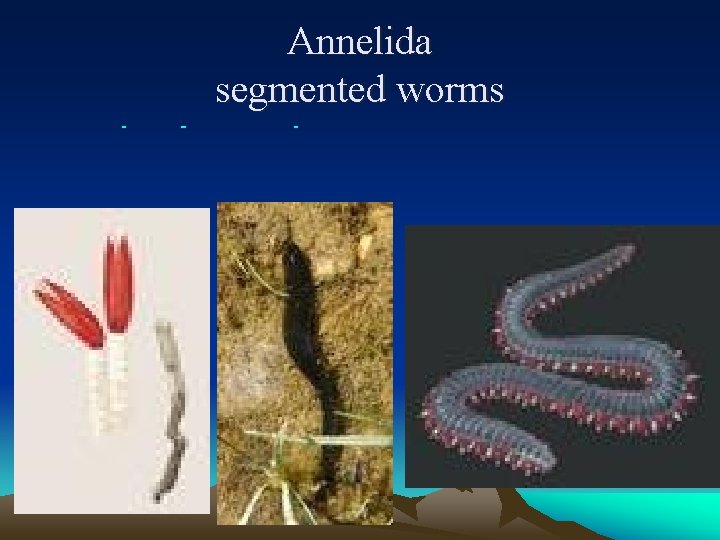 Annelida segmented worms 