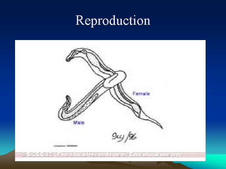 Reproduction 