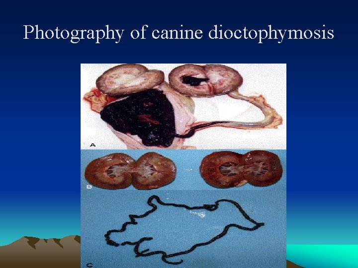 Photography of canine dioctophymosis 