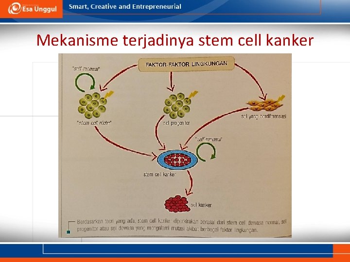 Mekanisme terjadinya stem cell kanker 