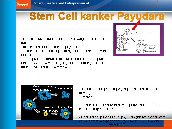 Stem Cell kanker Payudara - Terminal ductal-lobular unit (TDLU) yang terdiri dari sel ductal