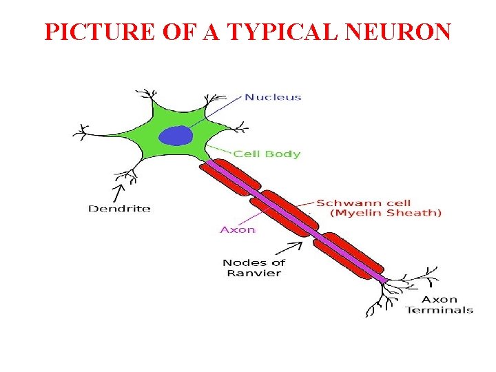 PICTURE OF A TYPICAL NEURON 