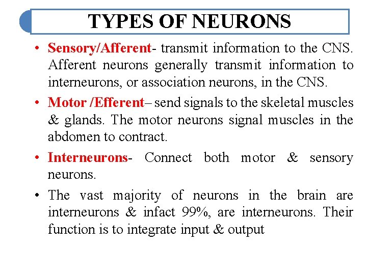 TYPES OF NEURONS • Sensory/Afferent- transmit information to the CNS. Afferent neurons generally transmit