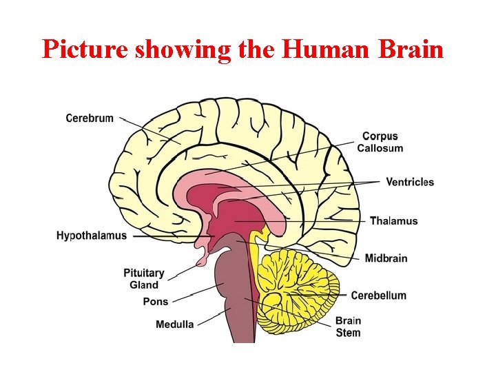 Picture showing the Human Brain 