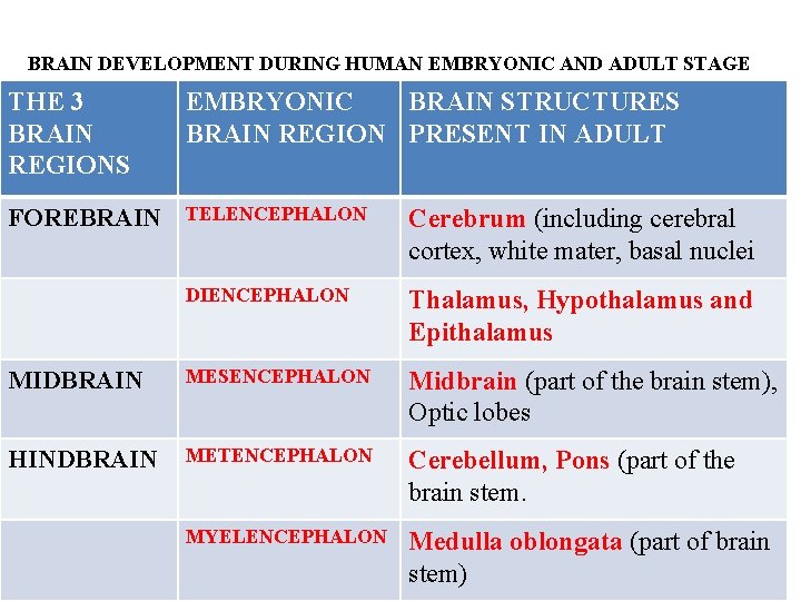 BRAIN DEVELOPMENT DURING HUMAN EMBRYONIC AND ADULT STAGE THE 3 BRAIN REGIONS EMBRYONIC BRAIN