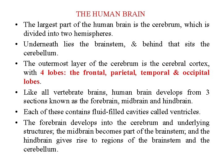 • • • THE HUMAN BRAIN The largest part of the human brain • • • THE HUMAN BRAIN The largest part of the human brain