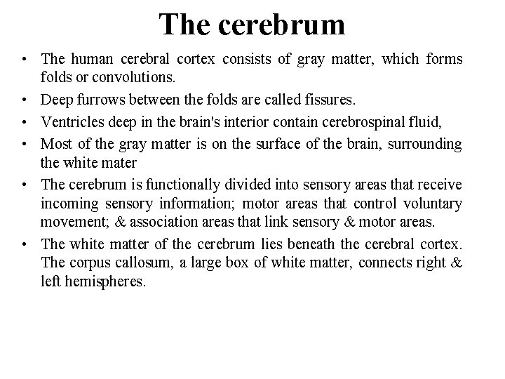 The cerebrum • The human cerebral cortex consists of gray matter, which forms folds