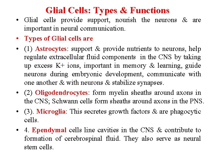 Glial Cells: Types & Functions • Glial cells provide support, nourish the neurons &