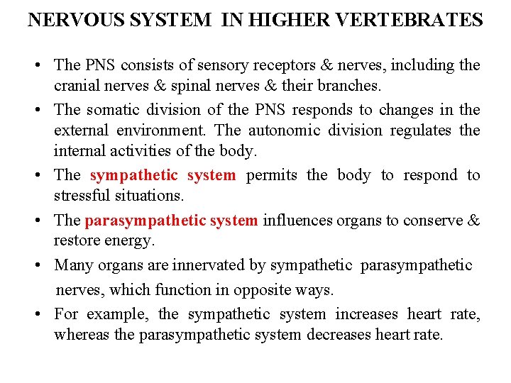 NERVOUS SYSTEM IN HIGHER VERTEBRATES • The PNS consists of sensory receptors & nerves,