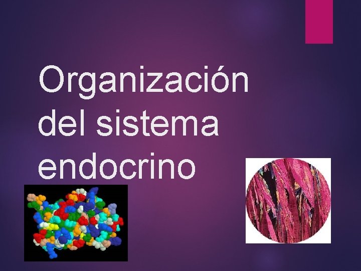 Organización del sistema endocrino II UNIDAD SEGUNDO MEDIO Organización del sistema endocrino II UNIDAD SEGUNDO MEDIO