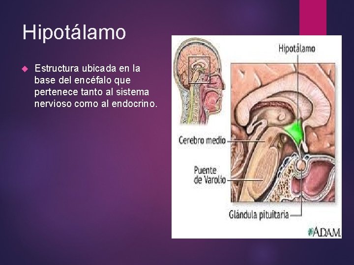 Hipotálamo Estructura ubicada en la base del encéfalo que pertenece tanto al sistema nervioso Hipotálamo Estructura ubicada en la base del encéfalo que pertenece tanto al sistema nervioso
