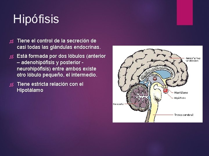 Hipófisis Tiene el control de la secreción de casi todas las glándulas endocrinas. Está Hipófisis Tiene el control de la secreción de casi todas las glándulas endocrinas. Está