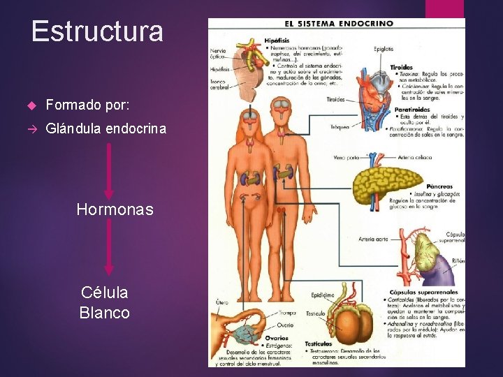 Estructura Formado por: à Glándula endocrina Hormonas Célula Blanco Estructura Formado por: à Glándula endocrina Hormonas Célula Blanco
