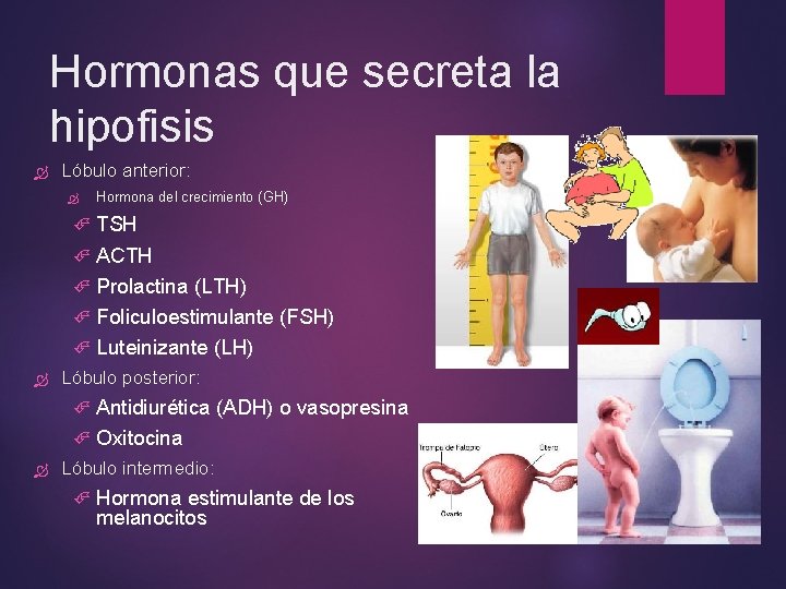 Hormonas que secreta la hipofisis Lóbulo anterior: Hormona del crecimiento (GH) TSH ACTH Prolactina Hormonas que secreta la hipofisis Lóbulo anterior: Hormona del crecimiento (GH) TSH ACTH Prolactina