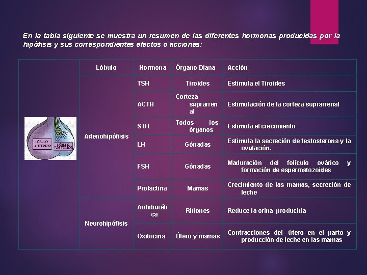 En la tabla siguiente se muestra un resumen de las diferentes hormonas producidas por En la tabla siguiente se muestra un resumen de las diferentes hormonas producidas por