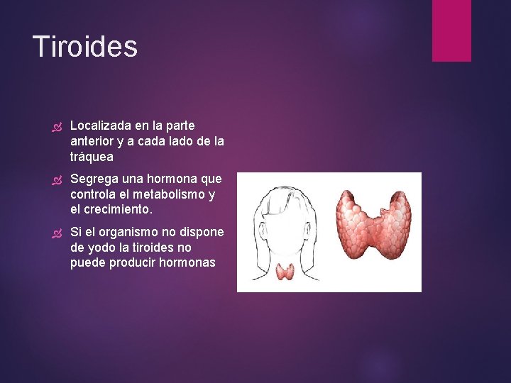 Tiroides Localizada en la parte anterior y a cada lado de la tráquea Segrega Tiroides Localizada en la parte anterior y a cada lado de la tráquea Segrega