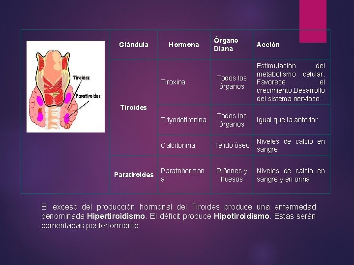 Glándula Hormona Órgano Diana Acción Tiroxina Todos los órganos Estimulación del metabolismo celular. Favorece Glándula Hormona Órgano Diana Acción Tiroxina Todos los órganos Estimulación del metabolismo celular. Favorece