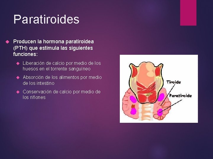 Paratiroides Producen la hormona paratiroidea (PTH) que estimula las siguientes funciones: Liberación de calcio Paratiroides Producen la hormona paratiroidea (PTH) que estimula las siguientes funciones: Liberación de calcio