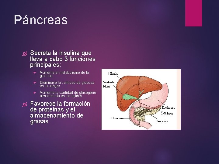 Páncreas Secreta la insulina que lleva a cabo 3 funciones principales: Aumenta el metabolismo Páncreas Secreta la insulina que lleva a cabo 3 funciones principales: Aumenta el metabolismo