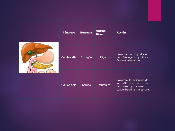 Páncreas Células alfa Céluas beta Hormona Glucagón Insulina Órgano Diana Acción Hígado Favorece la Páncreas Células alfa Céluas beta Hormona Glucagón Insulina Órgano Diana Acción Hígado Favorece la