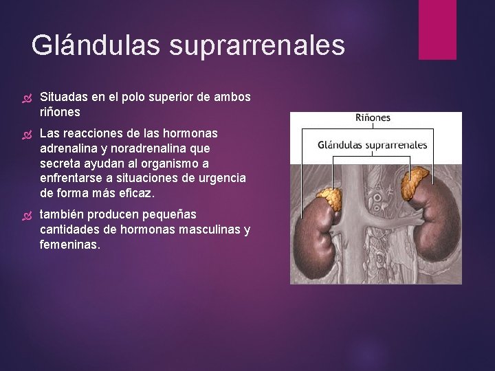 Glándulas suprarrenales Situadas en el polo superior de ambos riñones Las reacciones de las Glándulas suprarrenales Situadas en el polo superior de ambos riñones Las reacciones de las
