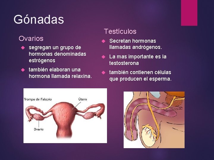 Gónadas Ovarios segregan un grupo de hormonas denominadas estrógenos también elaboran una hormona llamada Gónadas Ovarios segregan un grupo de hormonas denominadas estrógenos también elaboran una hormona llamada