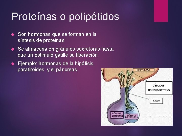 Proteínas o polipétidos Son hormonas que se forman en la síntesis de proteínas Se Proteínas o polipétidos Son hormonas que se forman en la síntesis de proteínas Se