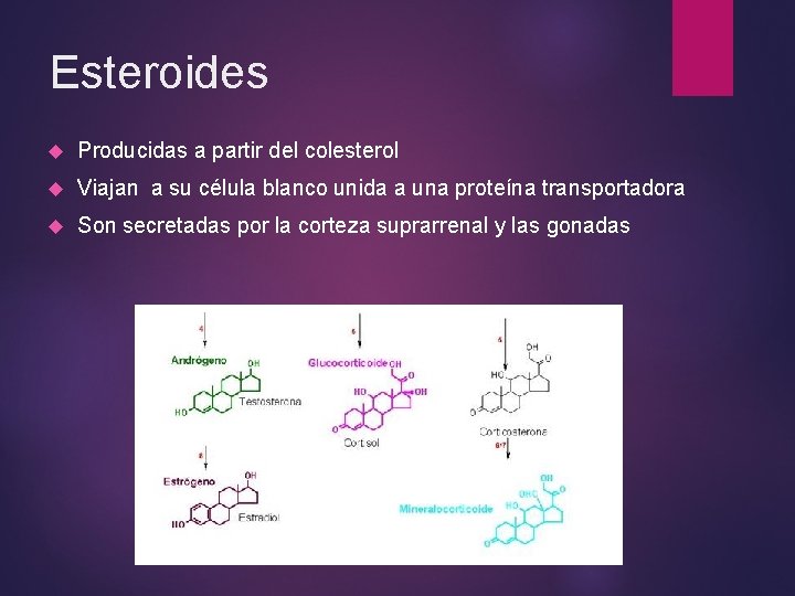 Esteroides Producidas a partir del colesterol Viajan a su célula blanco unida a una Esteroides Producidas a partir del colesterol Viajan a su célula blanco unida a una