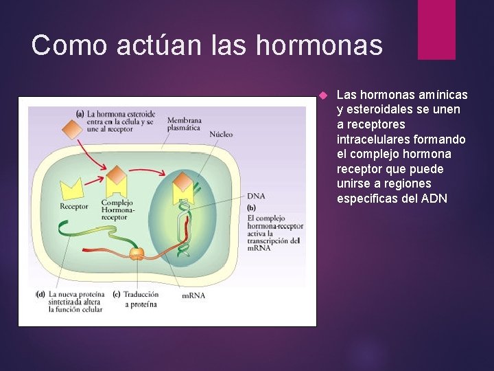Como actúan las hormonas Las hormonas amínicas y esteroidales se unen a receptores intracelulares Como actúan las hormonas Las hormonas amínicas y esteroidales se unen a receptores intracelulares