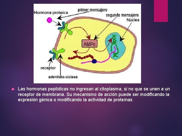 Las hormonas peptidicas no ingresan al citoplasma, si no que se unen a Las hormonas peptidicas no ingresan al citoplasma, si no que se unen a