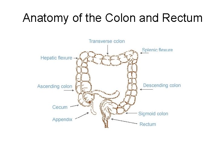 Anatomy of the Colon and Rectum 