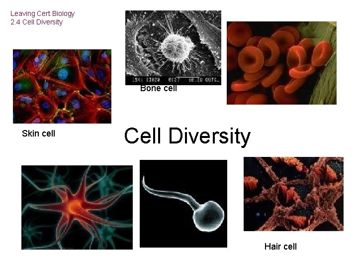 Leaving Cert Biology 2. 4 Cell Diversity Bone cell Skin cell Cell Diversity Hair