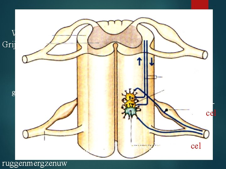 Witte stof Grijze stof Uitlopers van schakelcellen schakelcel Gevoelszenuwcel gevoelszenuw bewegingszenuw ruggenmergzenuw bewegingszenuwcel 