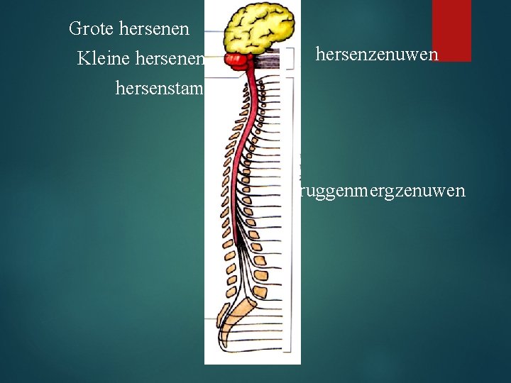 Grote hersenen Kleine hersenen hersenstam hersenzenuwen ruggenmergzenuwen 