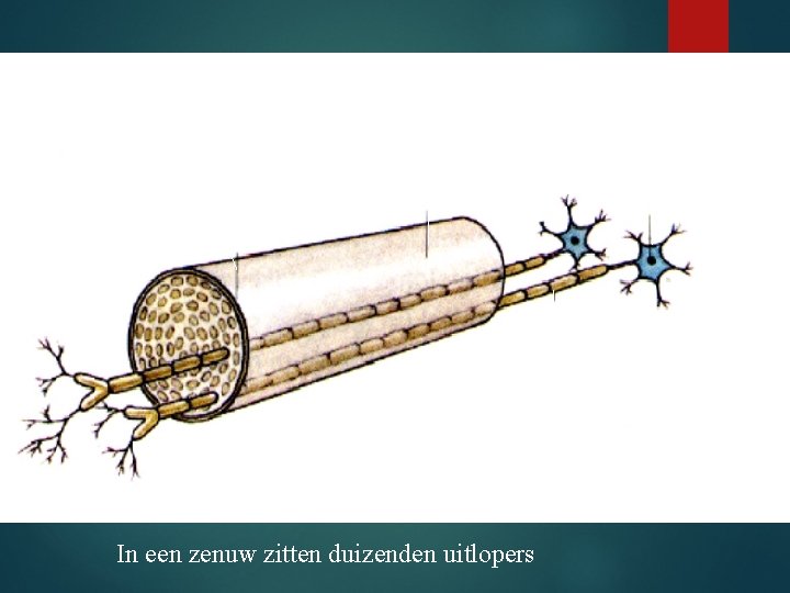 bindweefsellaag Zenuw Cellichaam van een zenuwcel Uitloper met een isolerend laagje In een zenuw