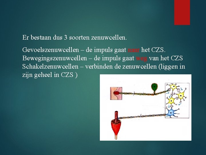 Er bestaan dus 3 soorten zenuwcellen. Gevoelszenuwcellen – de impuls gaat naar het CZS.