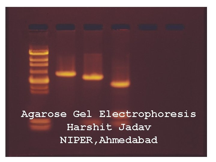 Agarose Gel Electrophoresis Harshit Jadav NIPER, Ahmedabad 