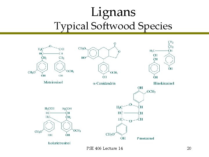Lignans Typical Softwood Species PSE 406 Lecture 14 20 