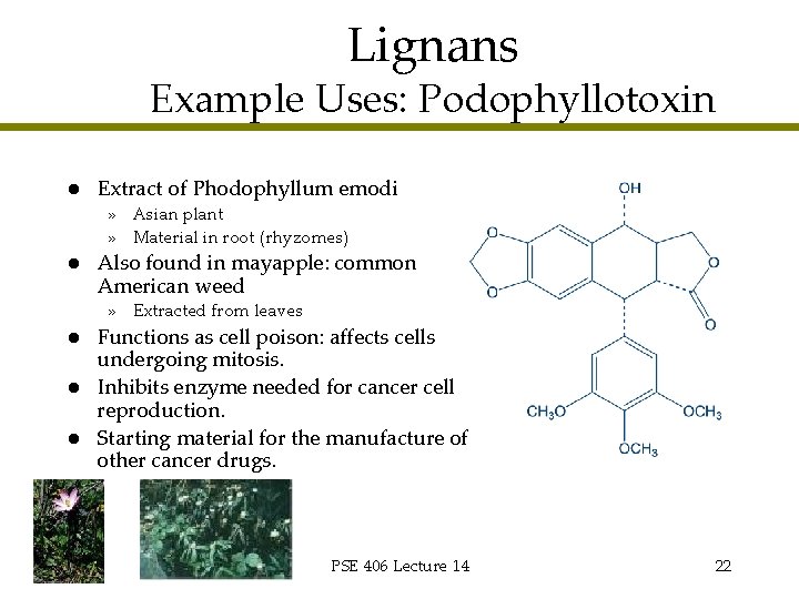 Lignans Example Uses: Podophyllotoxin l Extract of Phodophyllum emodi » Asian plant » Material