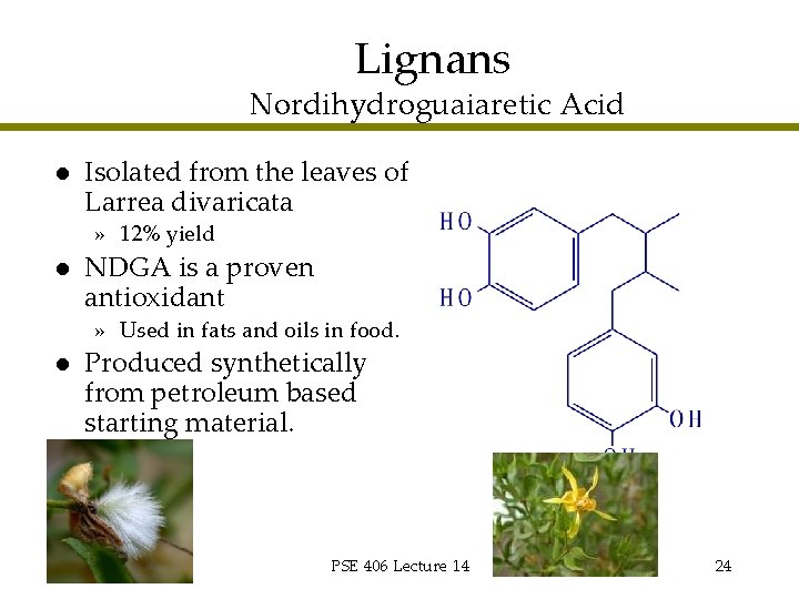 Lignans Nordihydroguaiaretic Acid l Isolated from the leaves of Larrea divaricata » 12% yield
