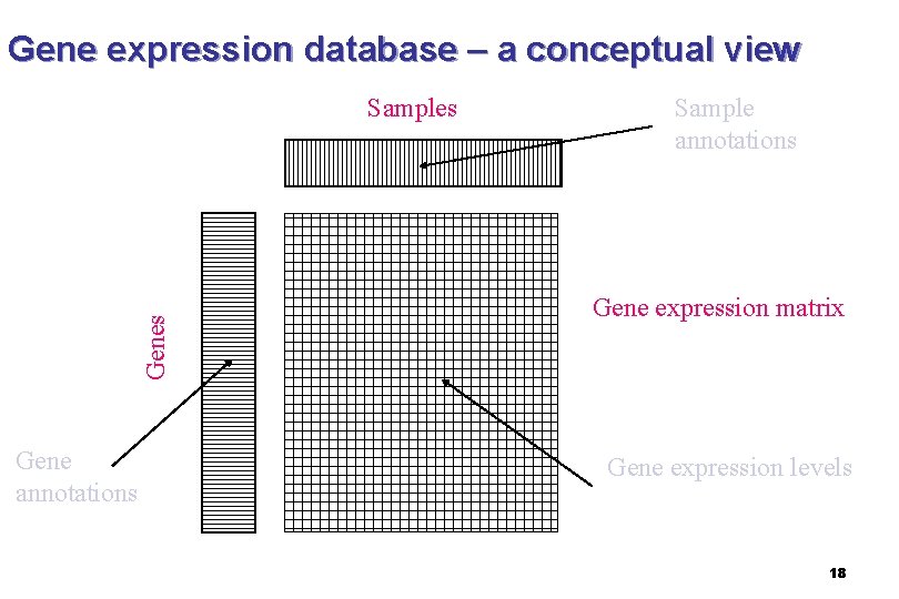 Gene expression database – a conceptual view Genes Samples Gene annotations Sample annotations Gene