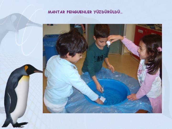 MANTAR PENGUENLER YÜZDÜRÜLDÜ… 